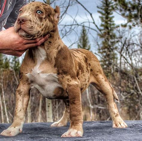 American bully leopard merle pitbull - The American Bully Breed has heavier bone structure and a "bullier" build than it's American Pit Bull Terrier and Staffordshire Terrier ancestors, but without many of the health issues ...